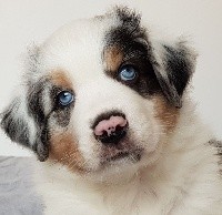 Oakley